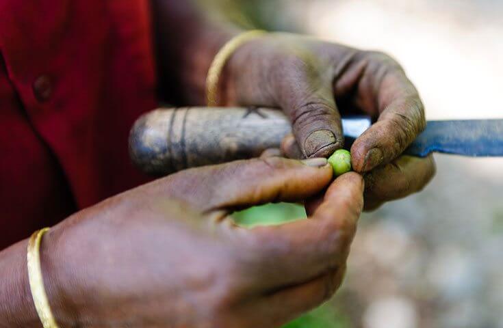 beanfarmer