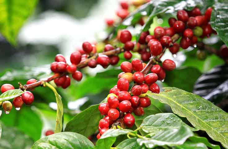 arabica